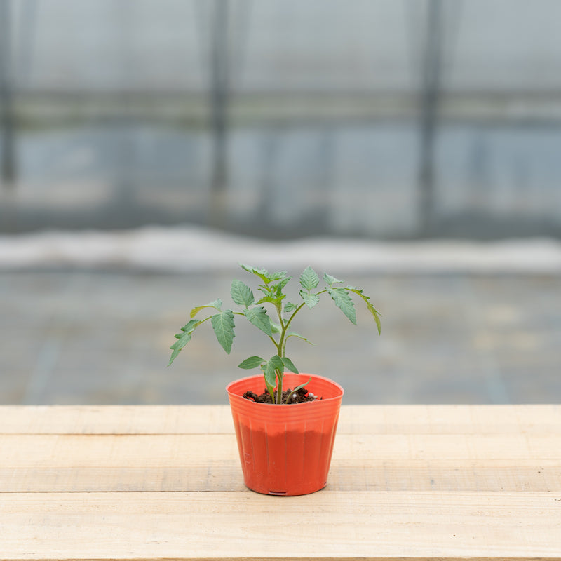 【予約】ミニトマトの寄せ植えセット《5苗》